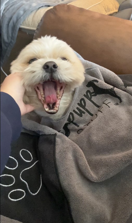 Happy dog wrapped in Pupp Stuff towel